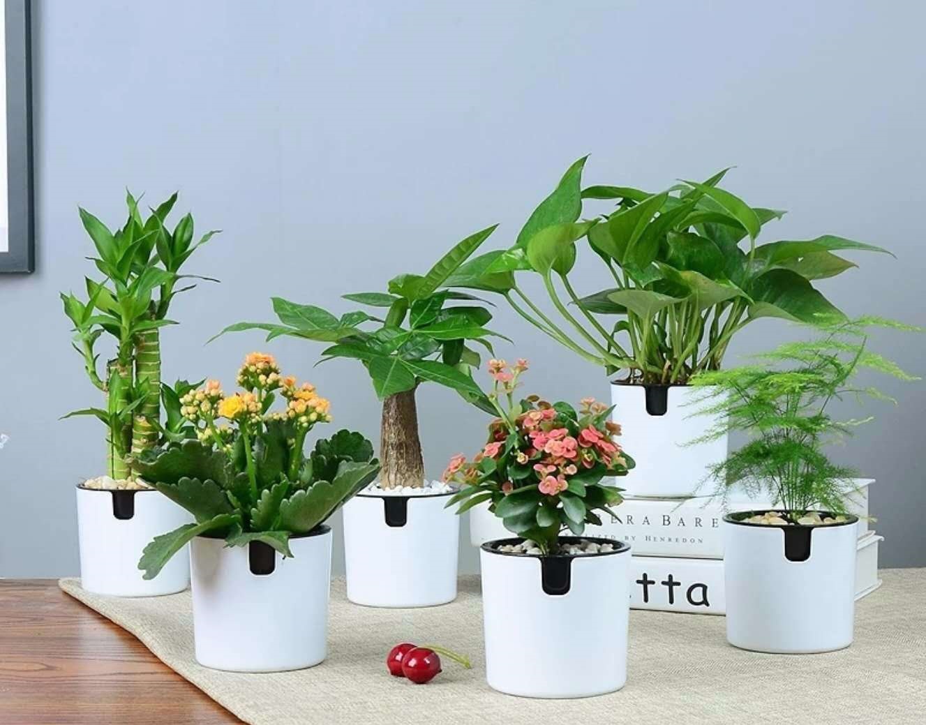 装修新房子后入住摆放什么绿植好?
